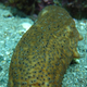 Illustration for article titled All The Dumbass Fish At The Aquarium…Ranked